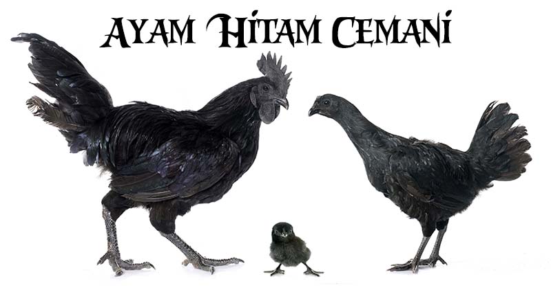 Mitos Dan Fakta Ayam Hitam/ Cemani Dalam Ritual