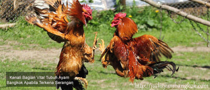 Bagian Vital Tubuh Ayam Bangkok