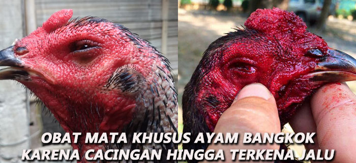 Obat Mata Khusus Ayam