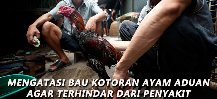 Mengatasi Bau Kotoran Ayam