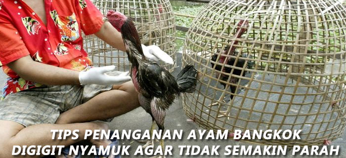 Penanganan Ayam Bangkok Digigit Nyamuk